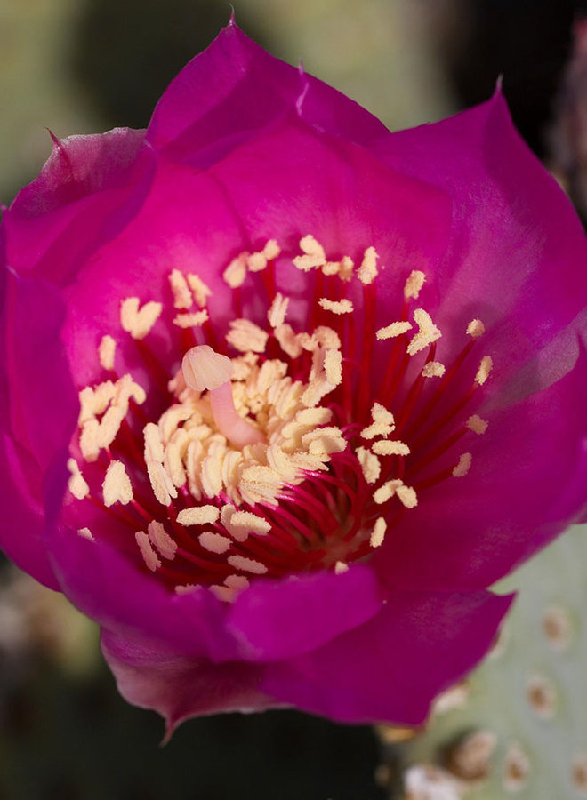 Opuntia basilaris var. basilaris - Beavertail Cactus (Plant)