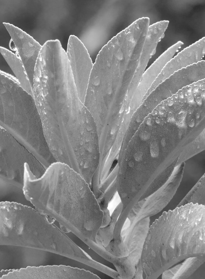 Salvia apiana - White Sage (Plant)