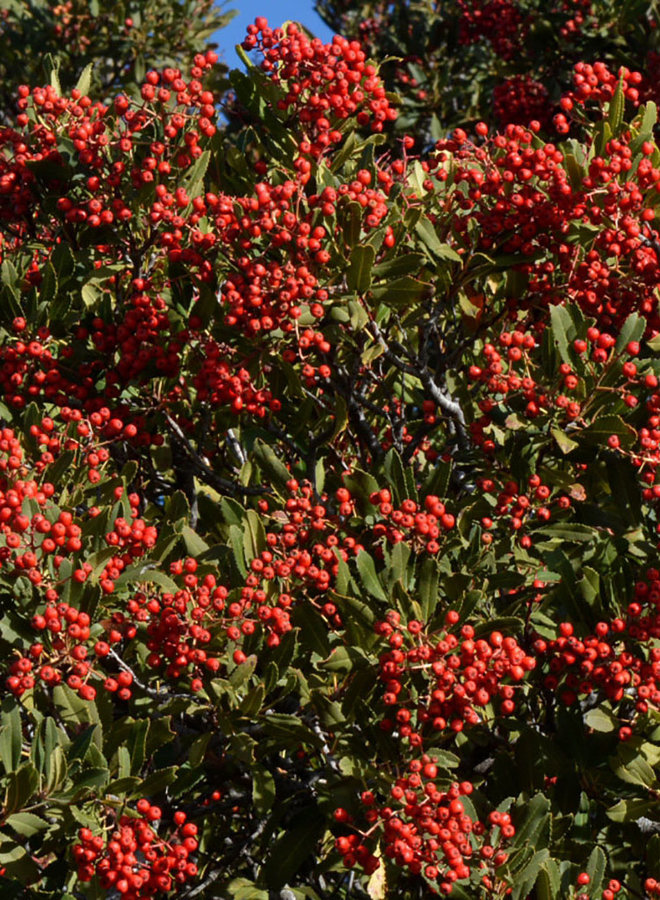 Heteromeles arbutifolia - Toyon, Christmas Berry (Plant)