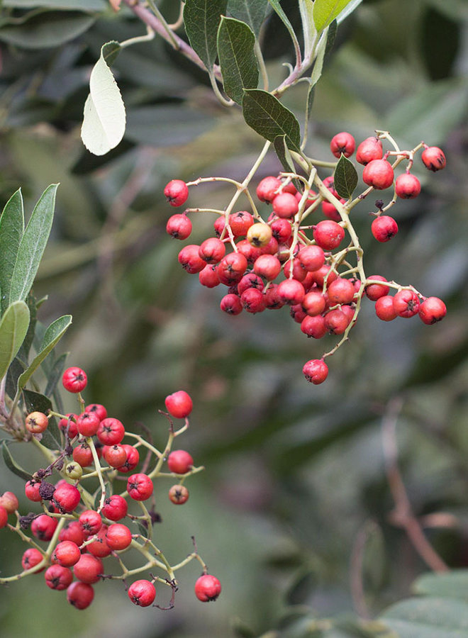 Heteromeles arbutifolia - Toyon, Christmas Berry (Plant)