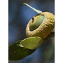 Quercus chrysolepis - Canyon Live or Maul Oak (Plant)