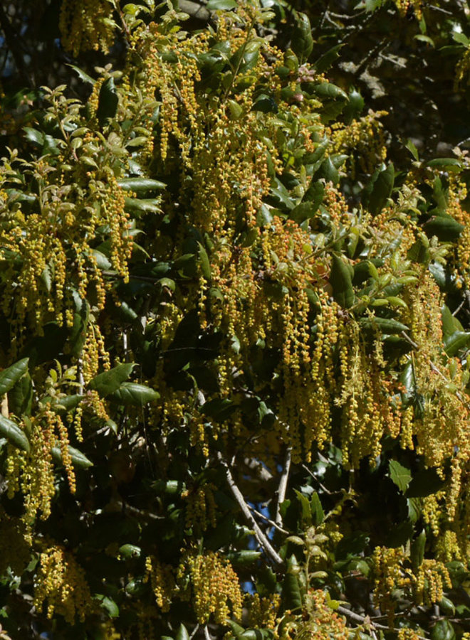 Quercus agrifolia var. agrifolia - Coast Live Oak or Encina (Plant)