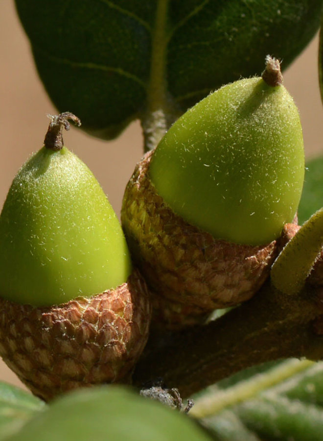 Quercus agrifolia var. agrifolia - Coast Live Oak or Encina (Plant)