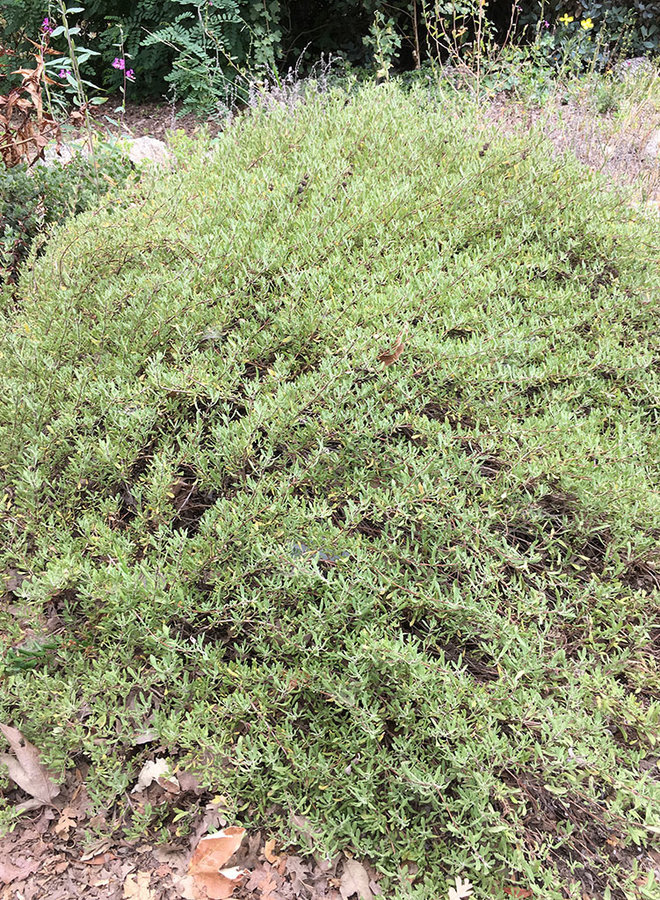 Salvia munzii 'Emerald Cascade' - Emerald Cascade Munz's Sage (Plant)