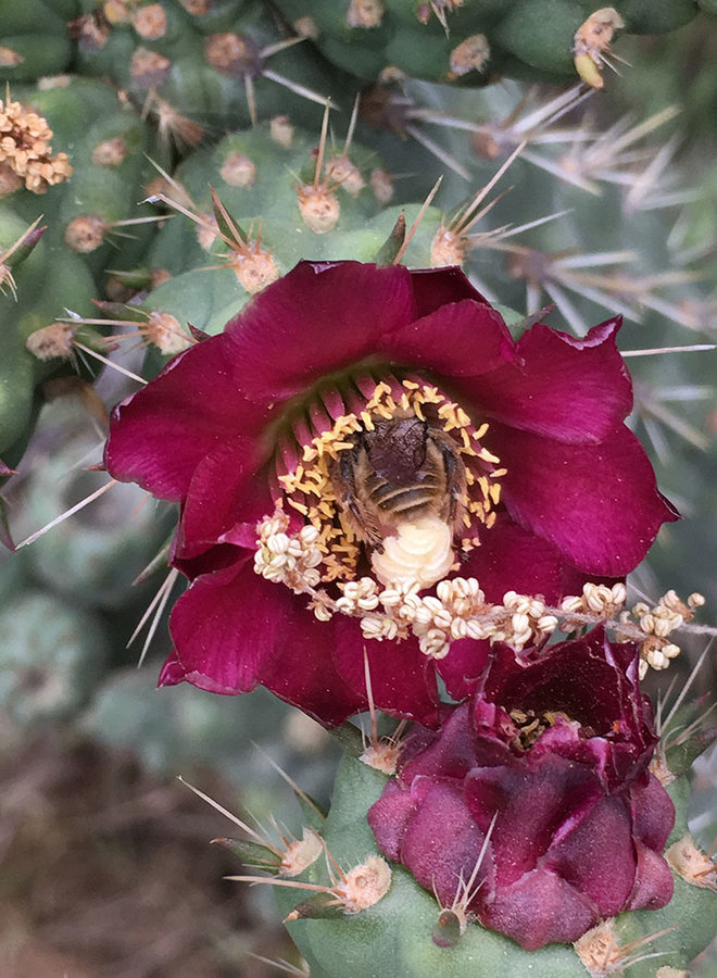 Cylindropuntia prolifera - Coastal Cholla (Plant)