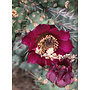 Cylindropuntia prolifera - Coastal Cholla (Plant)