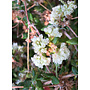 Eriogonum parvifolium - Sea Cliff Buckwheat (Plant)