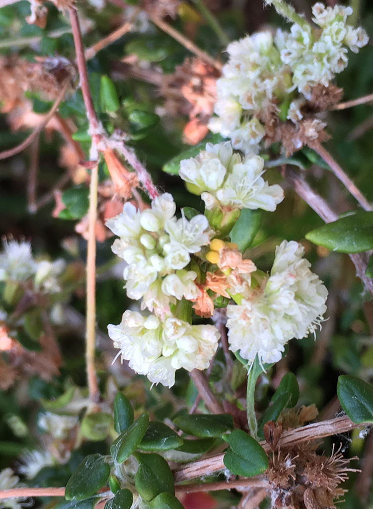 Eriogonum parvifolium Sea Cliff Buckwheat (Plant) Theodore Payne Foundation Store
