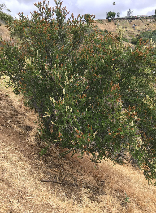 Adenostoma fasciculatum var. fasciculatum - Chamise (Plant)