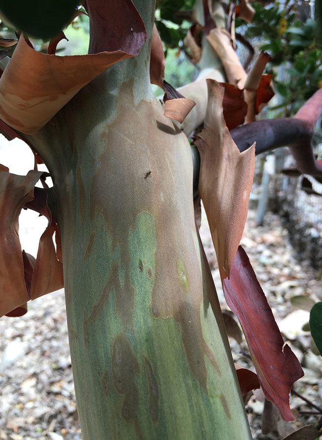 Arctostaphylos insularis 'Canyon Sparkles' - Canyon Sparkles Santa Cruz Island Manzanita (Plant)