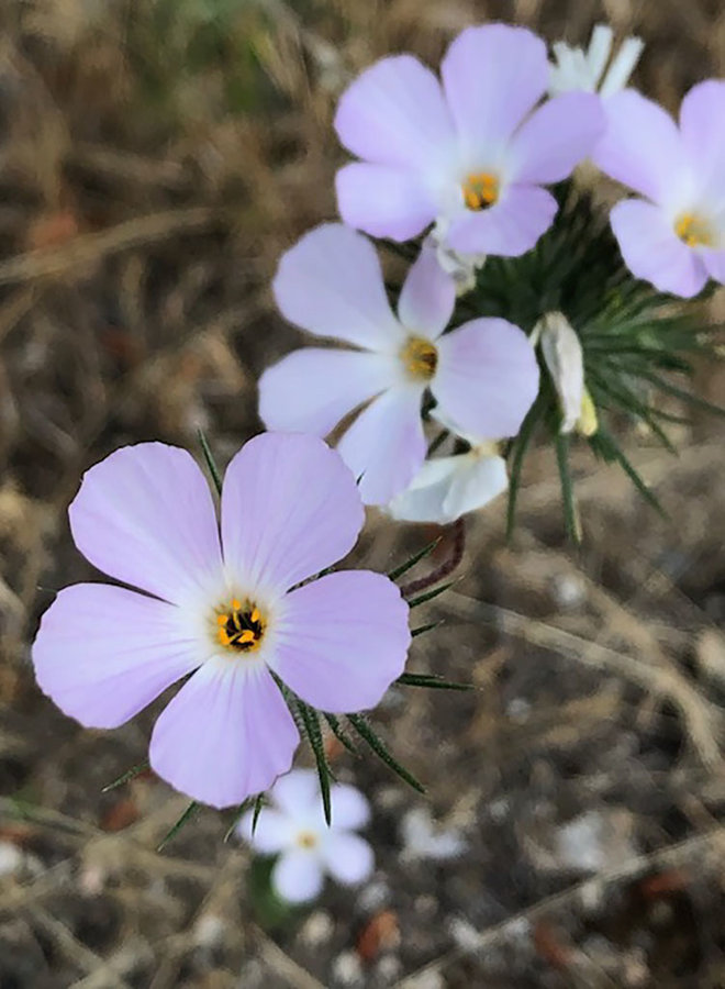 Leptosiphon grandiflorus - Large Flowered Leptosiphon (Seed)