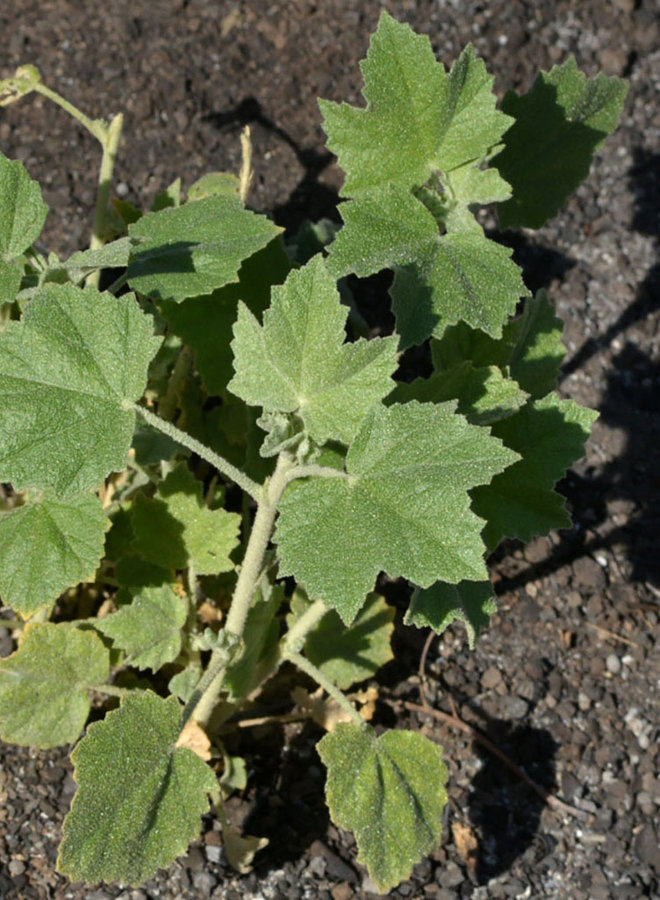 Malacothamnus fasciculatus var. fasciculatus - Chaparral Mallow (Plant)
