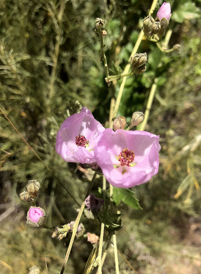 Malacothamnus fasciculatus var. fasciculatus - Chaparral Mallow (Plant)