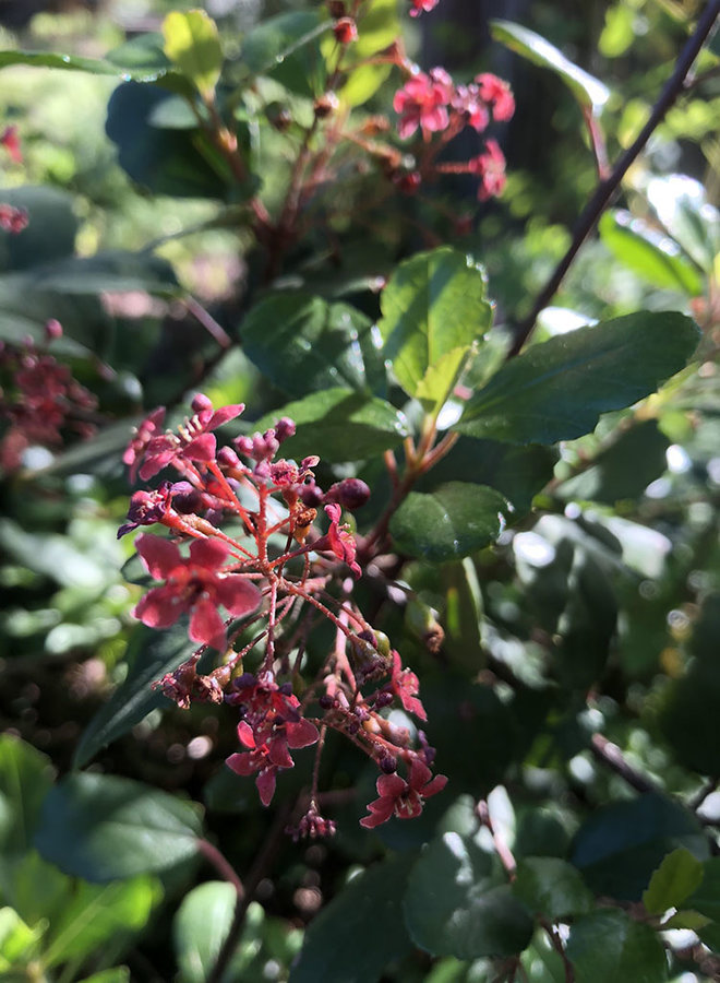 Ribes viburnifolium - Evergreen Currant, Catalina Perfume (Plant)