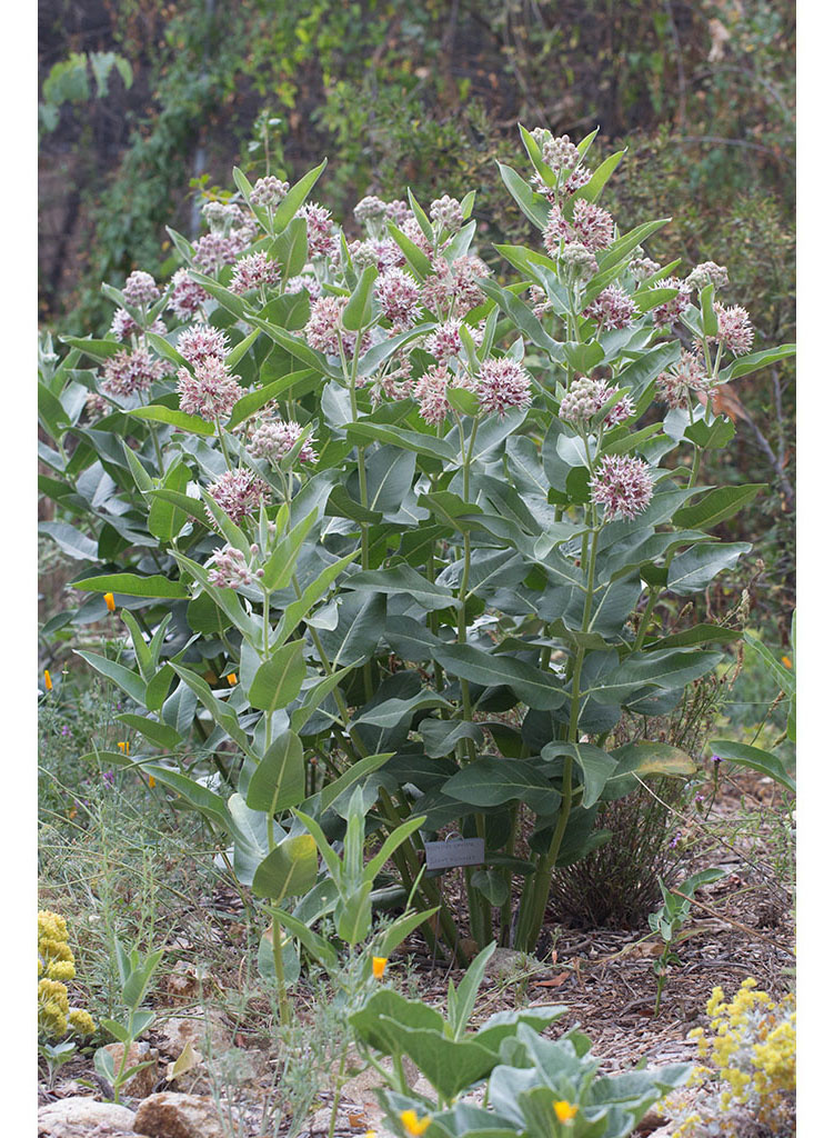 Asclepias speciosa - Showy Milkweed (Plant) - Theodore Payne Foundation ...