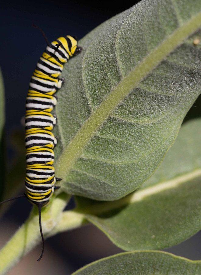 Asclepias speciosa - Showy Milkweed (Plant)