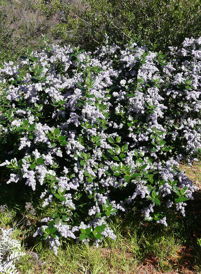 Ceanothus arboreus - Catalina Ceanothus, Felt-Leaf Ceanothus (Plant)