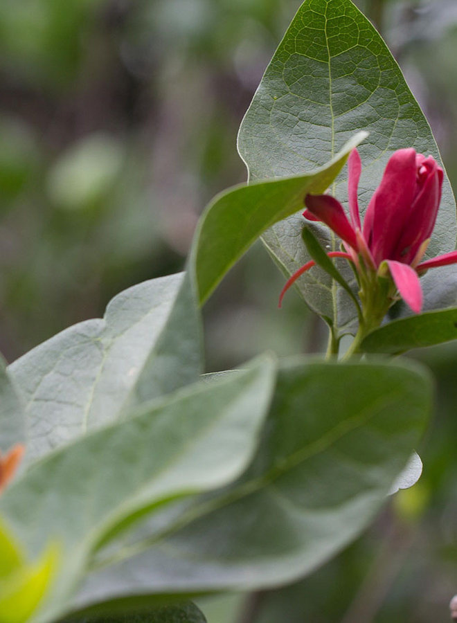 Calycanthus occidentalis - Spice Bush (Plant)