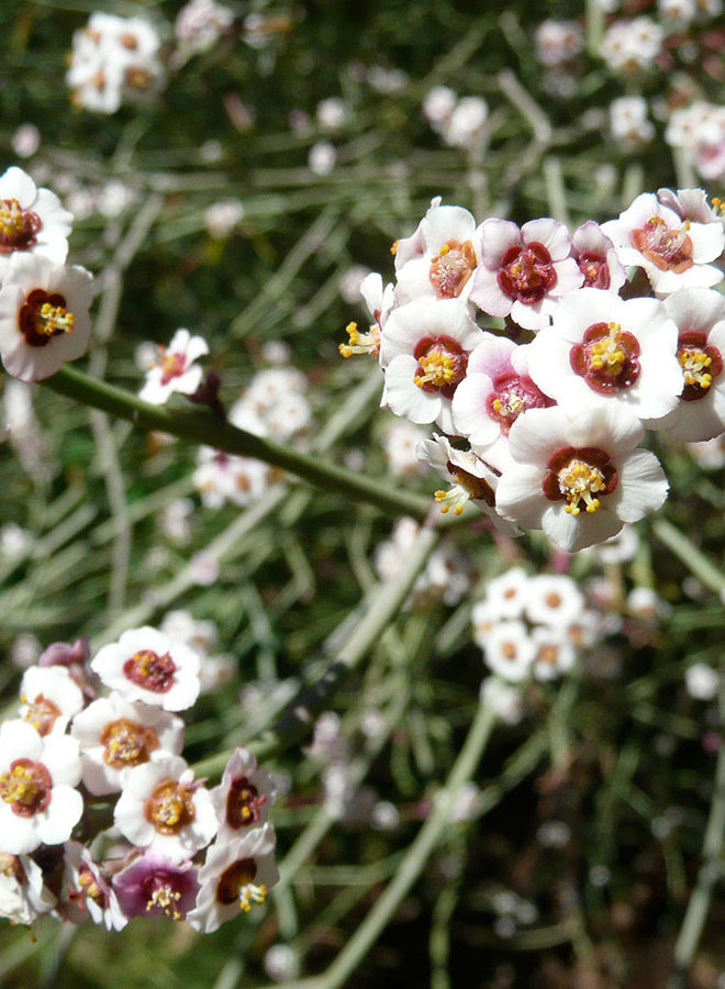 Euphorbia xanti - Baja Spurge (Plant)