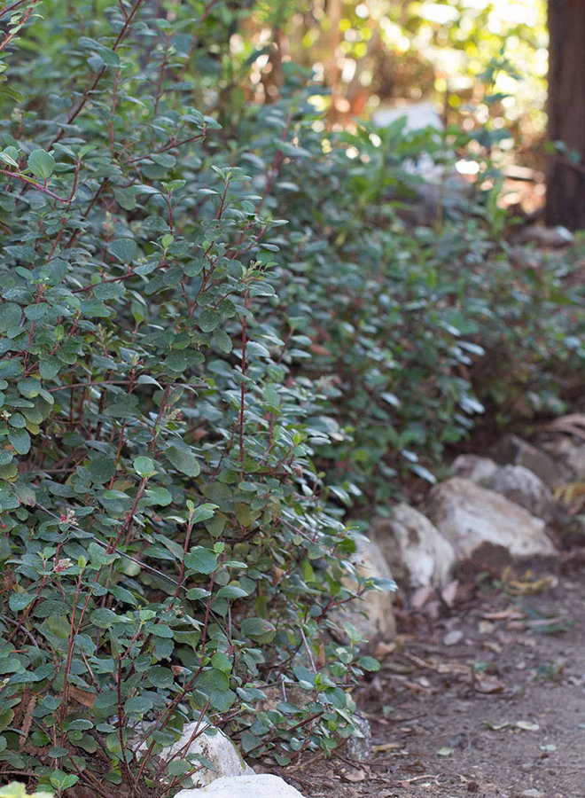 Ribes viburnifolium - Evergreen Currant, Catalina Perfume (Plant)