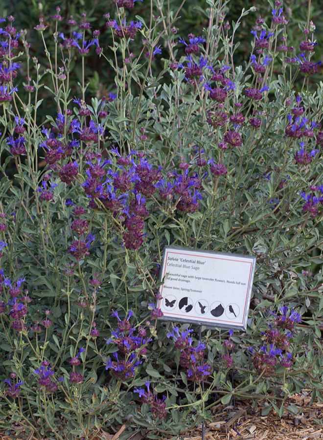Salvia 'Celestial Blue' - Celestial Blue Sage (Plant)