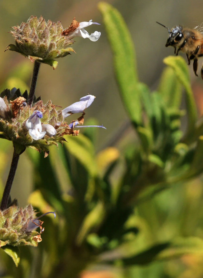 Salvia mellifera - Black Sage (Plant)