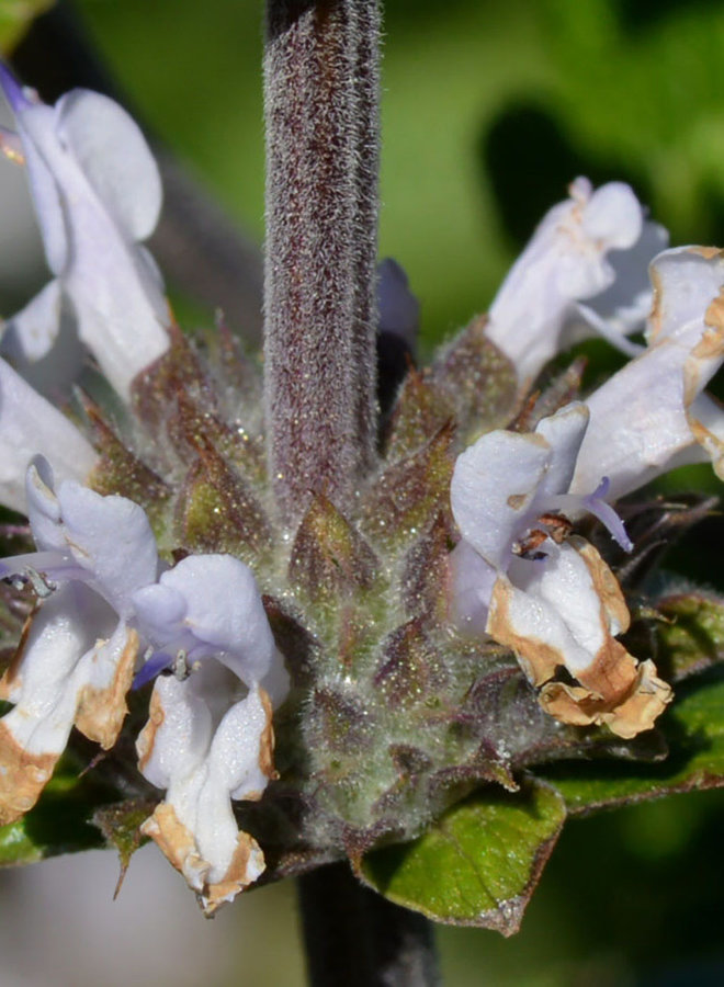 Salvia mellifera - Black Sage (Plant)