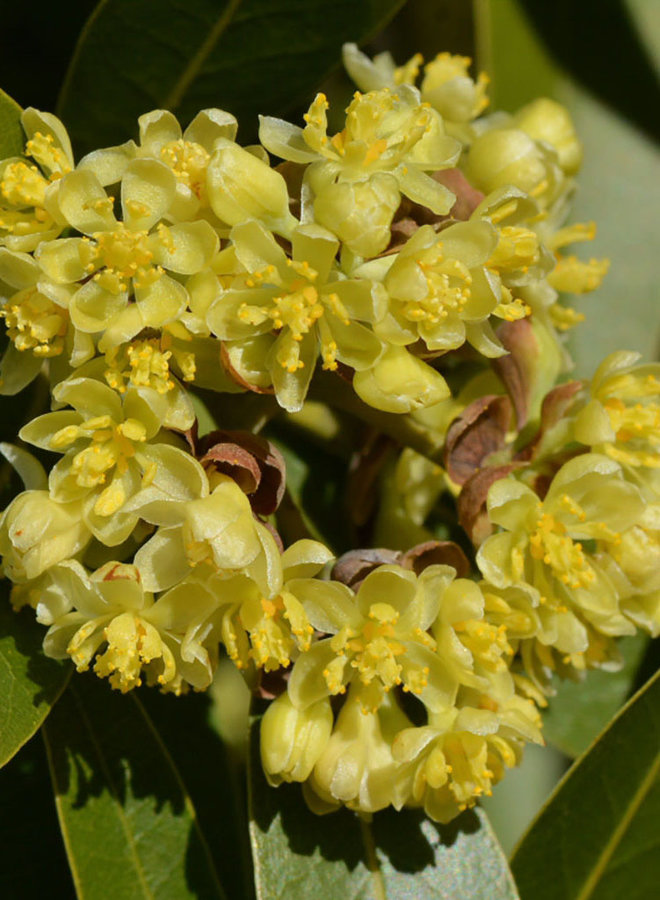 Umbellularia californica - California Bay (Plant)
