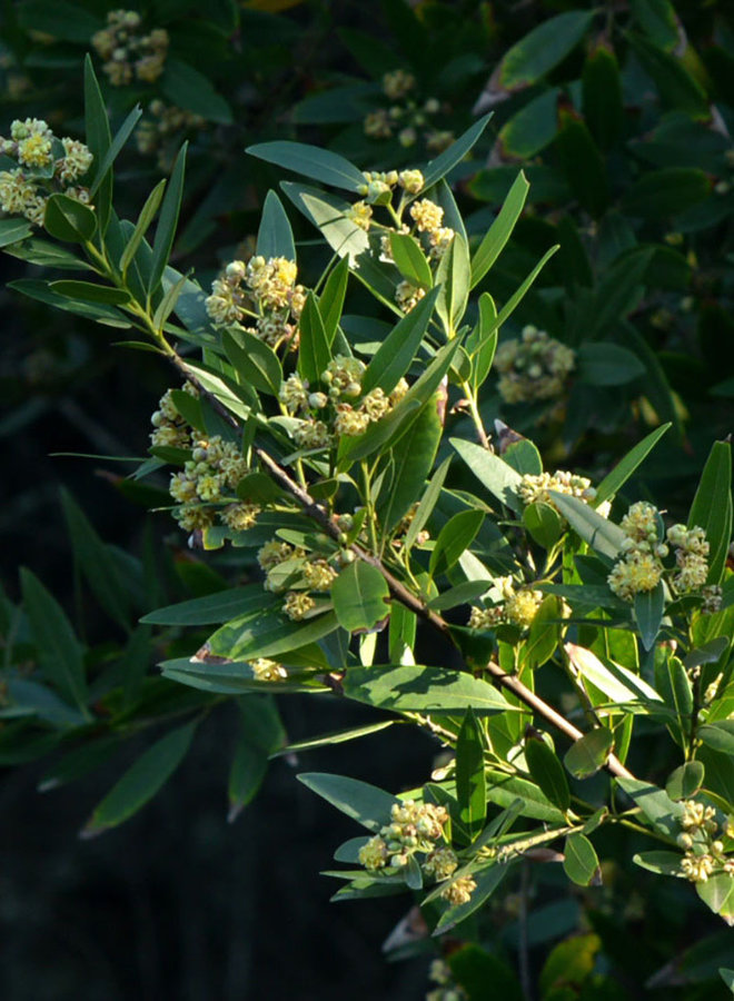 Umbellularia californica - California Bay (Plant)