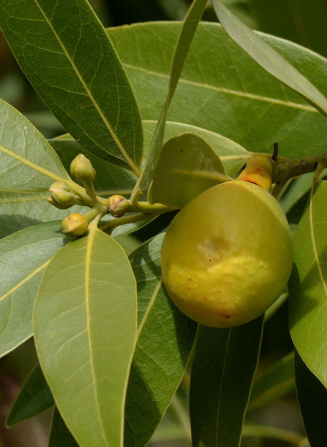 Umbellularia californica - California Bay (Plant)