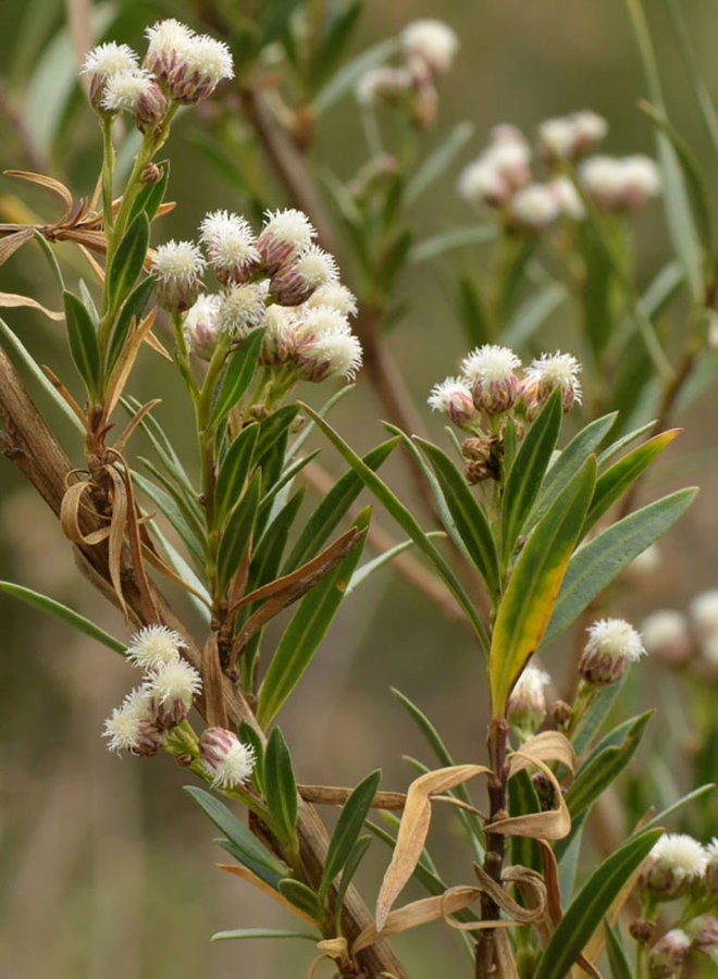 Baccharis salicifolia - Mulefat (Plant)