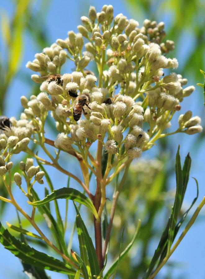 Baccharis salicifolia - Mulefat (Plant)