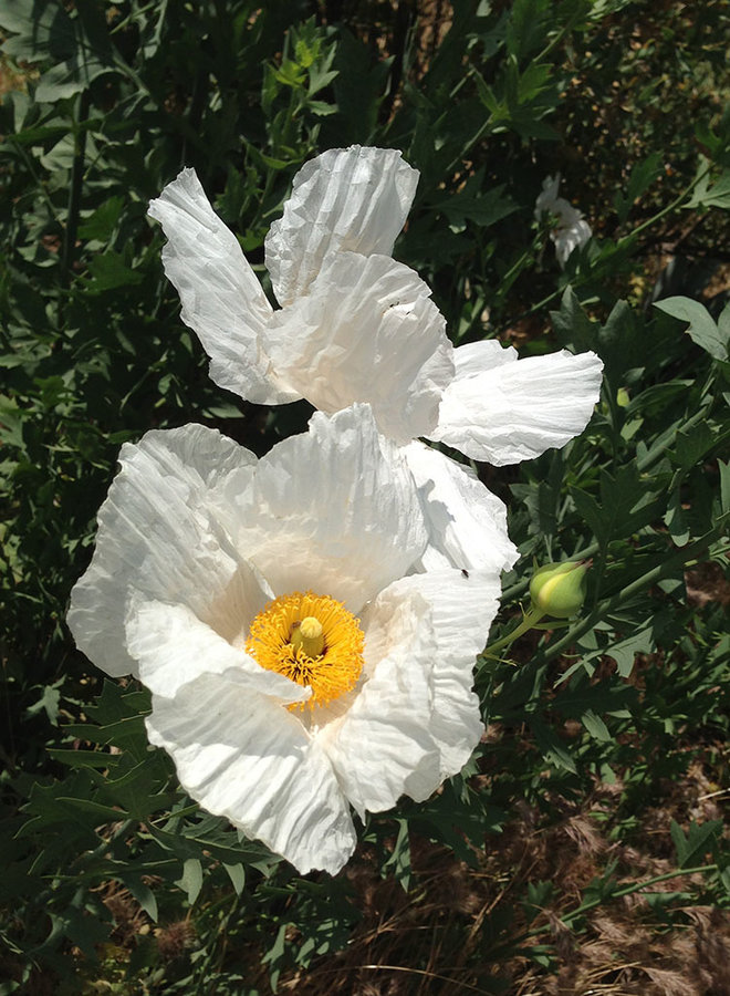 Romneya coulteri - Matilija Poppy (Plant)