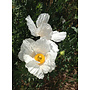 Romneya coulteri - Matilija Poppy (Plant)