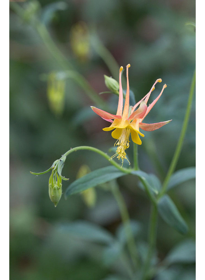 Aquilegia formosa - Red or Scarlet Columbine (Seed)