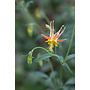 Aquilegia formosa - Red or Scarlet Columbine (Seed)