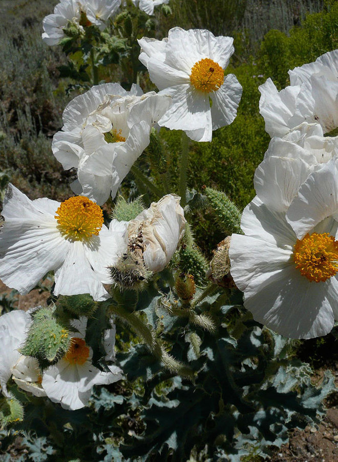 Argemone munita - Prickly Poppy, Chicalote (Seed)