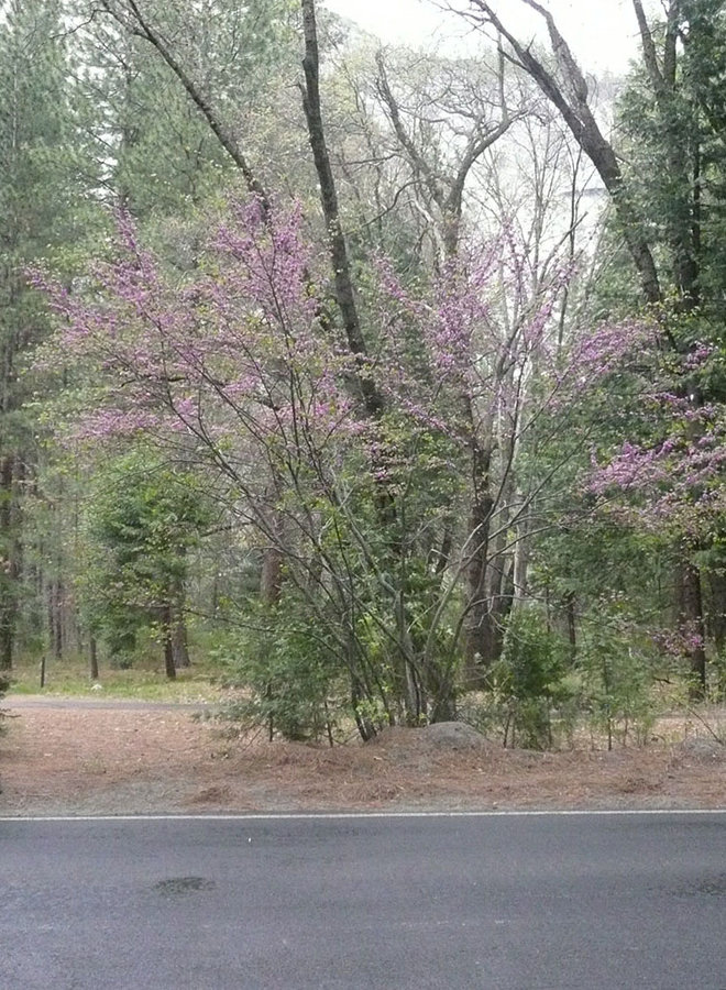 Cercis occidentalis - Western Redbud (Seed)