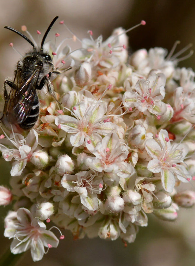 Eriogonum fasciculatum - California Buckwheat (Seed)
