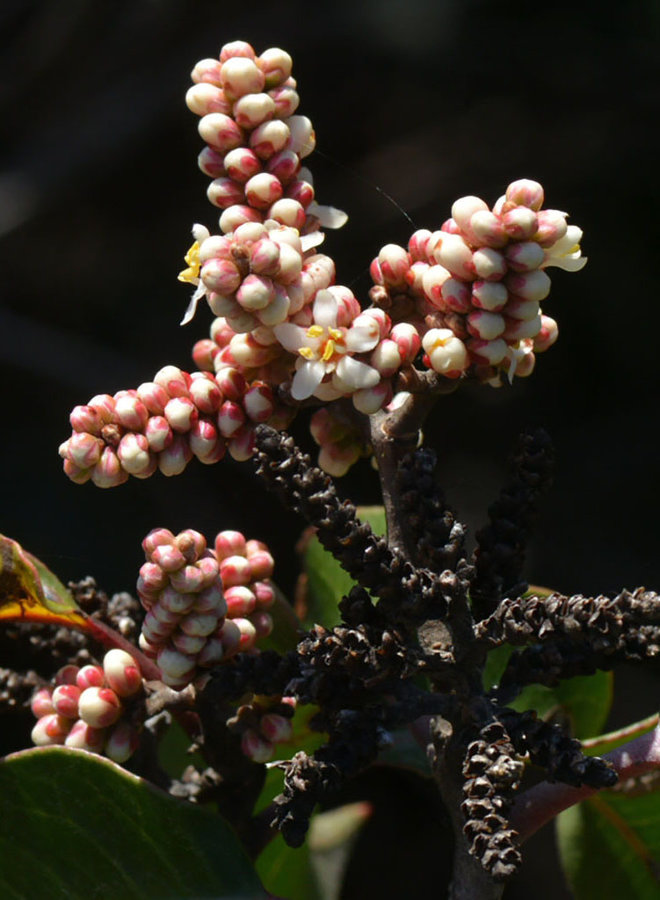 Rhus ovata - Sugar Bush (Seed)