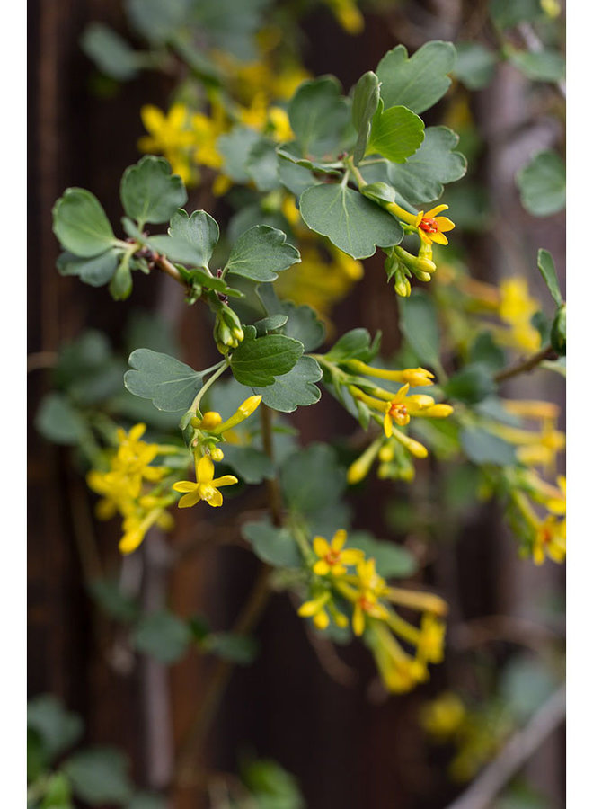 Ribes aureum var. gracillimum - Golden Currant (Seed)