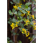 Ribes aureum var. gracillimum - Golden Currant (Seed)