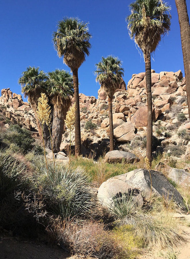 Washingtonia filifera - California Fan Palm (Seed)