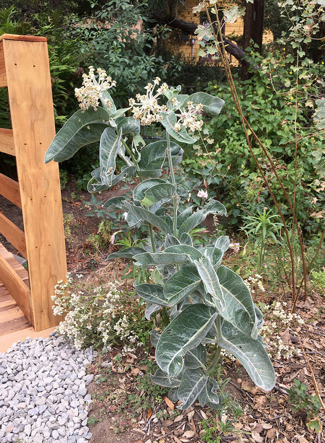 Asclepias eriocarpa - Kotolo or Indian Milkweed (Seed)