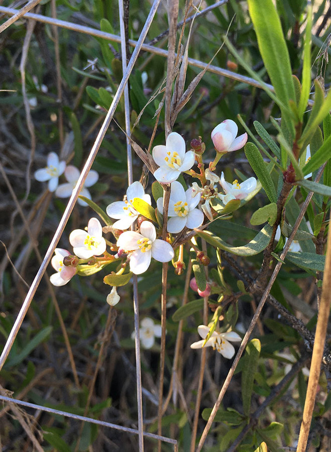 Cneoridium dumosum - Bushrue (Seed)