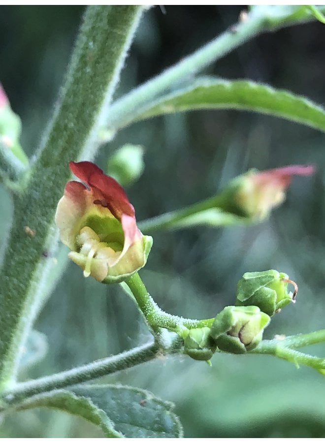 Scrophularia californica - Bee Plant, California Figwort (Seed)