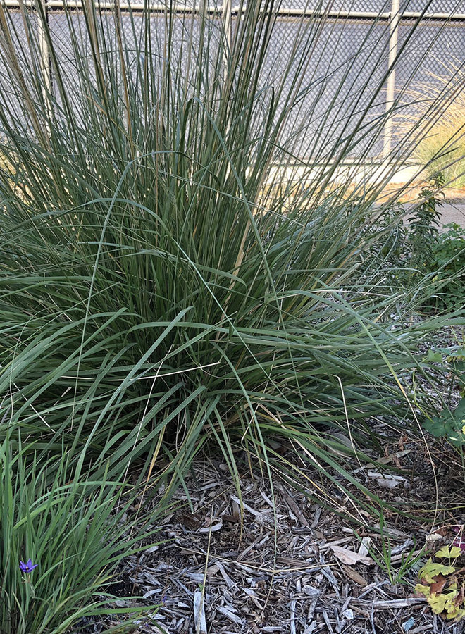 Muhlenbergia rigens - Deergrass (Seed)