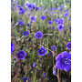Phacelia minor - Canterbury Bells (Seed)