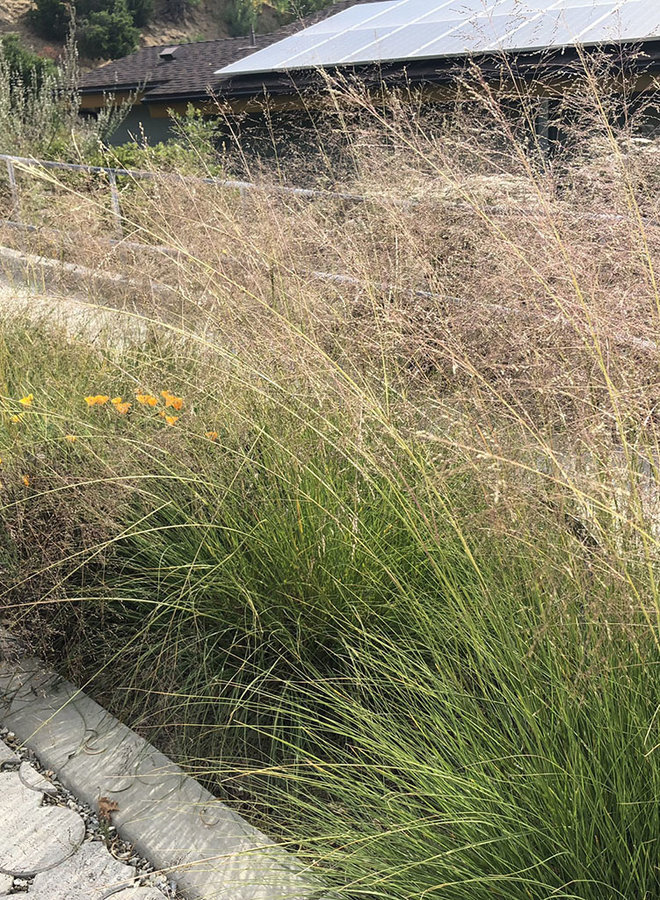 Sporobolus airoides - Alkali Dropseed, Alkali Sacaton (Seed)