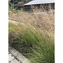 Sporobolus airoides - Alkali Dropseed, Alkali Sacaton (Seed)